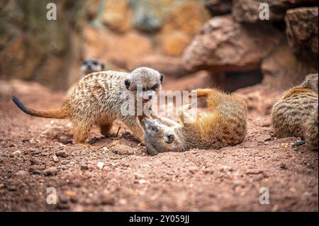 Deux suricates (Suricata suricatta) interagissant sur un sol sablonneux, l'une couchée sur le dos, Eisenberg, Thuringe, Allemagne, Europe Banque D'Images