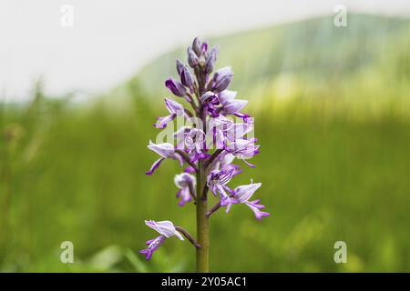 Espèces indigènes d'orchidées dans l'Alb souabe Banque D'Images