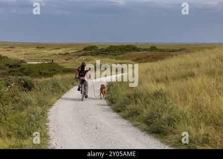 Vététiste avec son chien de traîne, chien Vizsla sur un vélo, île d'Ameland, Frise, pays-Bas Banque D'Images