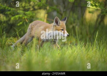 Renard roux (Vulpes vulpes), jeune renard courant à travers l'herbe verte d'une forêt, été, Hesse, Allemagne, Europe Banque D'Images