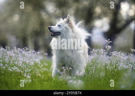 Chien islandais sur une prairie printanière Banque D'Images