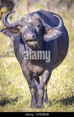 Buffle africain (Syncerus caffer) mangeant de l'herbe, Manyeleti Game Reserve, Afrique du Sud, Afrique Banque D'Images