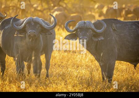 Deux buffles africains (Syncerus caffer), Balule Plains, Afrique du Sud, Afrique Banque D'Images