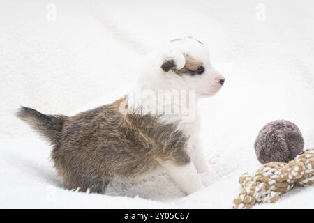 Chiot islandais de 4 semaines Banque D'Images