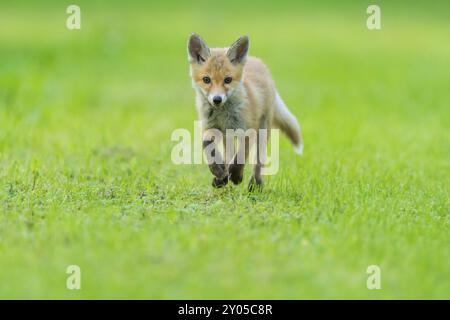 Renard roux (Vulpes vulpes), jeune renard courant à travers une prairie, été, Hesse, Allemagne, Europe Banque D'Images