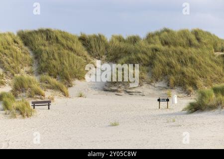 Dune de sable près de Oerd, île d'Ameland, Frise, pays-Bas Banque D'Images