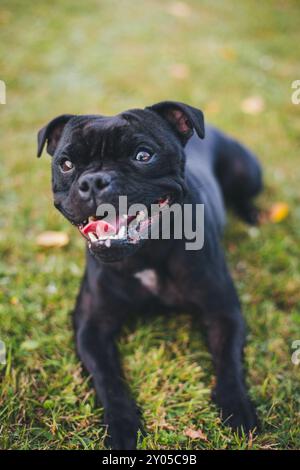 Anglais Staffordshire Bullterrier Banque D'Images