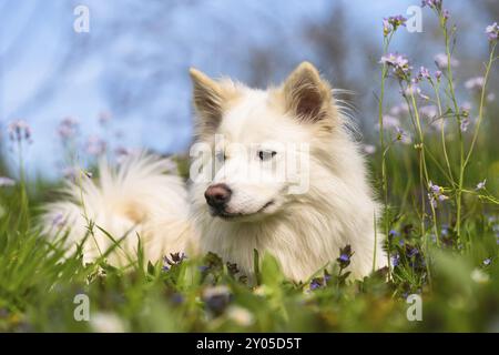 Chien islandais sur une prairie printanière Banque D'Images