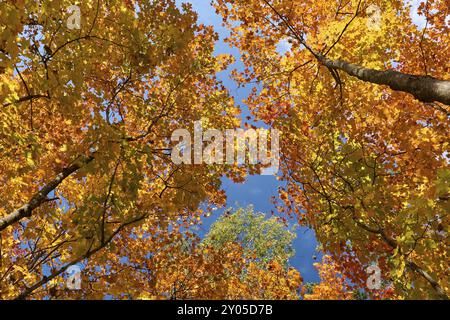 Regardant vers le haut à travers la cime automnale des arbres avec des feuilles dorées et oranges et un ciel bleu, automne, Ontario, Canada, Amérique du Nord Banque D'Images