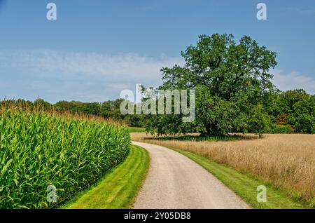 Chemin de terre légèrement courbe entre les champs de maïs et de blé, ainsi qu'un arbre solitaire et une forêt, à Overijssel, aux pays-Bas Banque D'Images