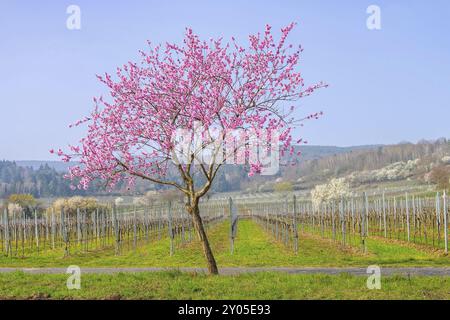 Floraison d'amandiers dans le Palatinat au printemps, floraison d'amandiers en Rhénanie Palatinat au printemps, Allemagne, Europe Banque D'Images