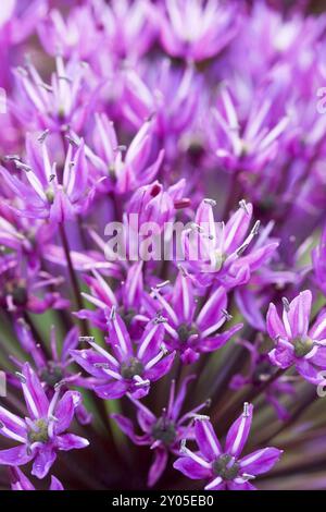 Rampe d'éblouissement, ouverture ouverte, macro Banque D'Images