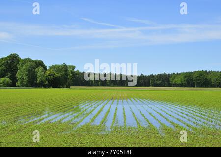 Après les hautes eaux en saxon 2013 Banque D'Images