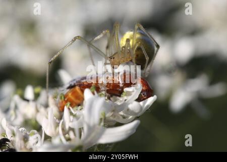 Araignée crabe avec coléoptère capturé Banque D'Images