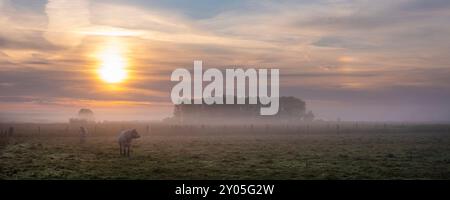 Vaches blanches au lever du soleil le matin brumeux dans la prairie près de la rivière Aisne entre Charleville mezières et Reims en champagne ardenne Banque D'Images