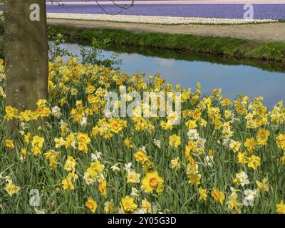 Un champ de jonquilles jaunes à côté d'une rivière avec des berges vertes un jour de printemps, Amsterdam, pays-Bas Banque D'Images