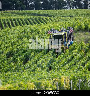 les vignes sont taillées sur tracteur à cheval dans la zone de chamapgne près d'epernay et reims en france Banque D'Images