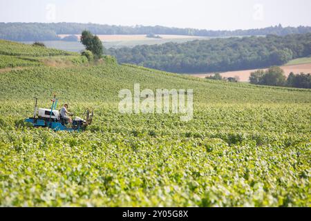 les vignes sont taillées sur tracteur à cheval dans la zone de chamapgne près d'epernay et reims en france Banque D'Images