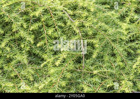 Tsuga canadensis aussi connu sous le nom de pruche canadienne Banque D'Images