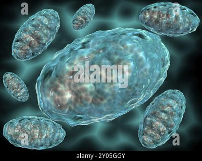 Vue microscopique des mitochondries. Les mitochondries sont les producteurs d'énergie de la cellule. Ils convertissent l'énergie en formes utilisables par la cellule. Situé dans Banque D'Images