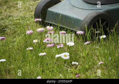 Concept d'entretien des saisons et de la cour avec tondeuse à gazon et fleurs de printemps blanches et roses dans une pelouse de jardin verte Banque D'Images