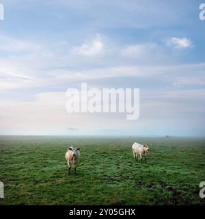 Vaches blanches au lever du soleil le matin brumeux dans la prairie près de la rivière Aisne entre Charleville mezières et Reims en champagne ardenne Banque D'Images