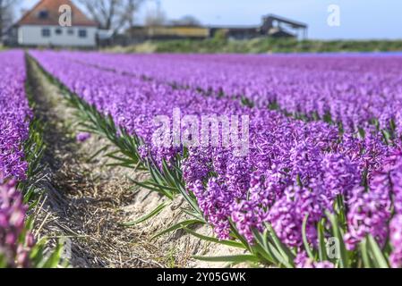 Julianadorp, pays-Bas, avril 2022. Fleurs tulipes, jacinthes et jonquilles dans les champs de bulbes autour de Julianadorp Banque D'Images