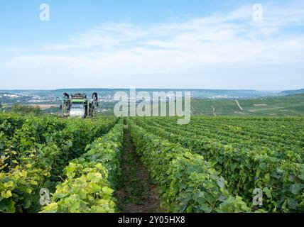 les vignes sont taillées sur tracteur à cheval dans la zone de chamapgne près d'epernay et reims en france Banque D'Images