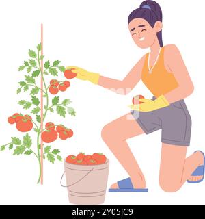 La femme cueille les tomates de la plante. Légumes de ferme mûrs isolés sur fond blanc Illustration de Vecteur