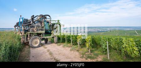 les vignes sont taillées sur tracteur à cheval dans la zone de chamapgne près d'epernay et reims en france Banque D'Images