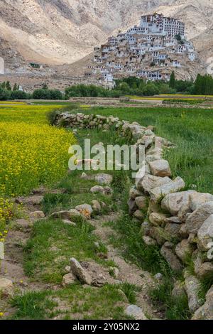 Un ancien monastère tibétain dans un village de Leh, Ladakh avec des champs de moutarde jaune au premier plan. Cliqué le 8 juillet 2024. Banque D'Images