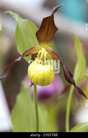 Chapeau de clocher (Cypripedium), gros plan Banque D'Images