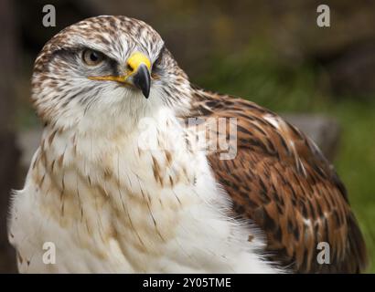 Buzzard royal à pattes rugueuses ou buzzard royal Banque D'Images