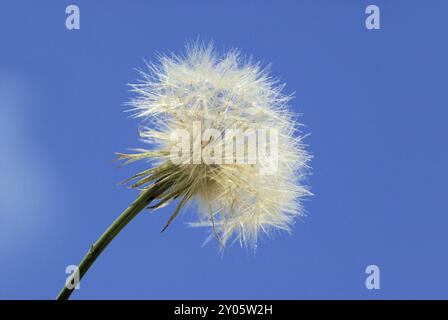 Barbe de bouc, salsifis de l'Ouest Banque D'Images