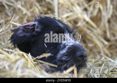 Chiot allemand wirehair dans un tas de paille Banque D'Images