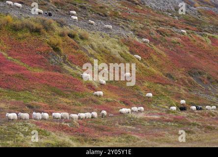 Rassemblement de moutons en automne en Islande Banque D'Images