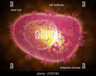 Vue microscopique d'un mastocyte. Les mastocytes sont présents dans les tissus de tout le corps, en particulier en association avec des structures telles que le blo Banque D'Images