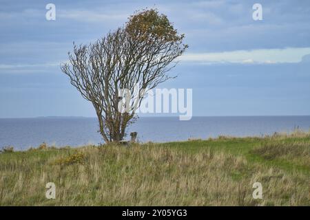 Arbre courbé par le vent, avec banc sur la falaise par la mer. Vue sur le Kattegatt au Danemark. Faites une pause pendant une randonnée. Paysage tiré de la mer Baltique Banque D'Images