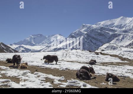 Paysage de montagne enneigée et les yaks sur le circuit de l'Annapurna au Népal Banque D'Images