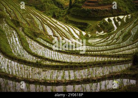 Une terrasse de riz escarpée est inondée et plantée de germes de riz à Longji, l'épine dorsale du Dragon à Longsheng, Guanxi, Chine, Asie Banque D'Images