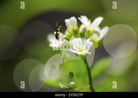 Cresson d'eau (Nasturtium officinale), également connu sous le nom de cresson, cresson d'eau dans le rétro-éclairage Banque D'Images