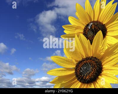 Ciel bleu et 2 tournesols Banque D'Images