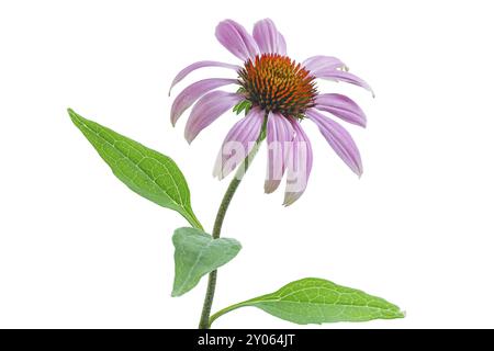 Coneflower (Echinacea) sur fond blanc Banque D'Images