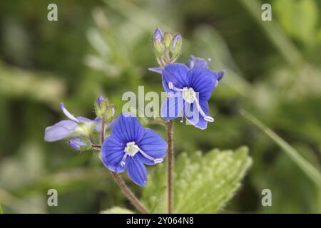 Gamander Speedwell Banque D'Images