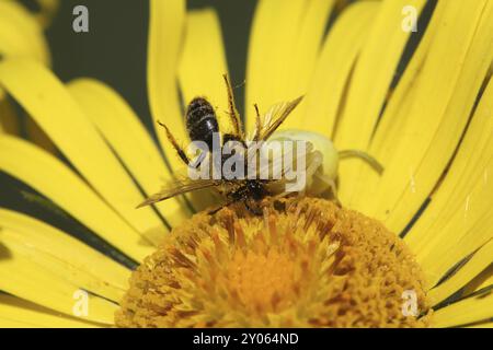 Araignée crabe variable avec proie d'abeilles sauvages Banque D'Images