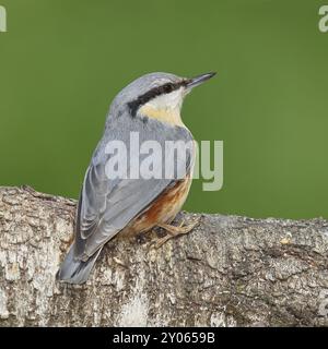 Écoutille eurasienne (Sitta europaea) assise sur un tronc de bouleau tombé, animaux, oiseaux, Siegerland, Rhénanie-du-Nord-Westphalie, Allemagne, Europe Banque D'Images