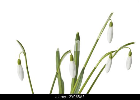 Gouttes de neige isolées sur fond blanc Banque D'Images