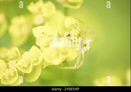 Une araignée de crabe de verge d'or se cache comme proie sur une fleur jaune Banque D'Images