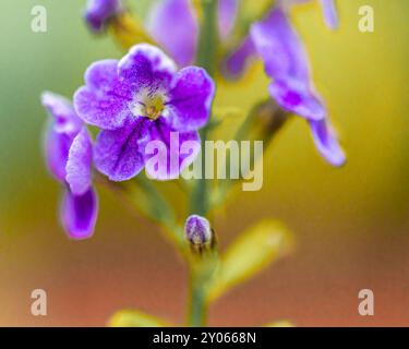 Une fleur Duranta erecta fleurit Banque D'Images