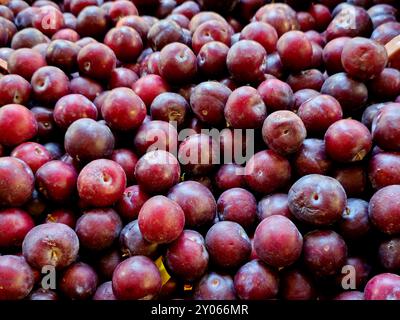 La prune est un fruit de certaines espèces de Prunus subg. Prunus, prunes sont susceptibles d'avoir été l'un des premiers fruits domestiqués par les humains, avec des origines dedans Banque D'Images